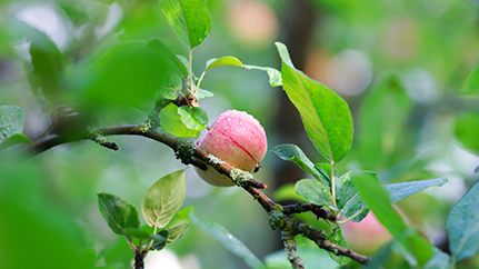 une pomme dans l'arbre, couverte de rosée