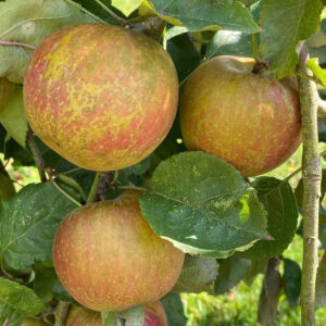 Pommier Belle de Boskoop