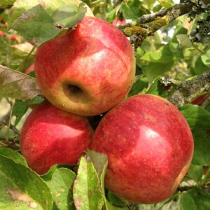 Pommier Elstar