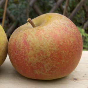 Pommier Karminj de Sonnaville