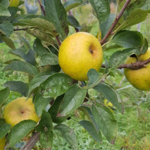 Pommier Reinette clochard