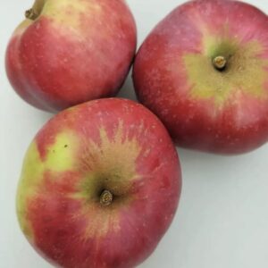 Pommier Astrakan rouge