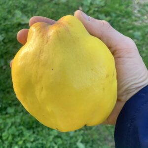 Cognassier Géant de Vranja