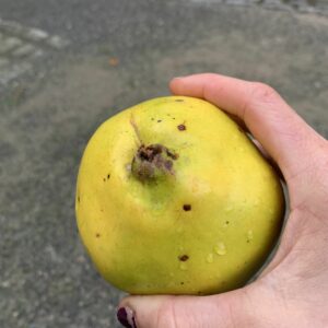 Cognassier De Portugal