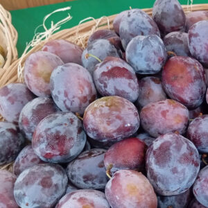 Prunier Quetsche de Pays