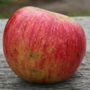 Pommier Kidd's Orange Red
