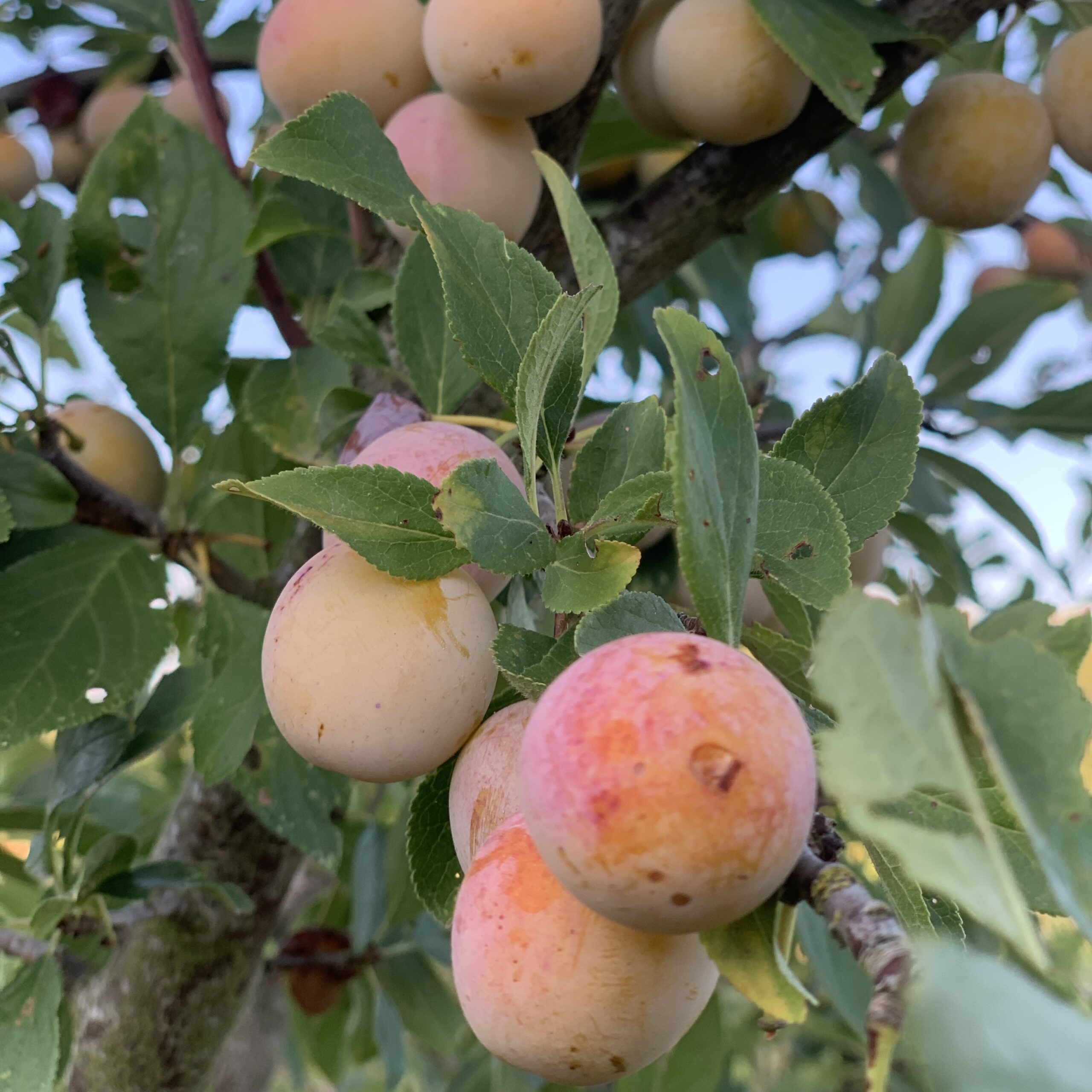 Prunier des Béjonnières