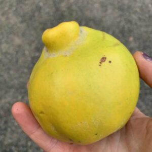 Cognassier Aromatnaya