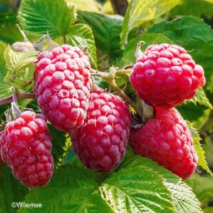 Framboisier Versaillaise (remontant)