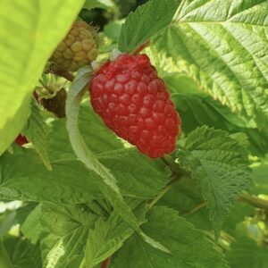 Framboisier Zeva (remontant)