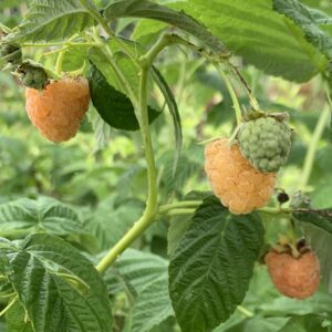 Framboisier Golden Everest (remontant)