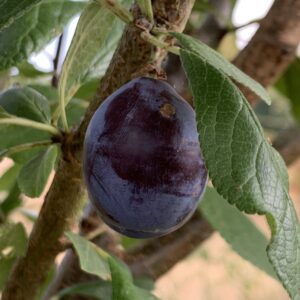 Prunier Datil
