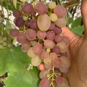 Vigne Olivette rose