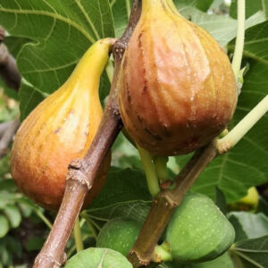 Figuier Goutte d'Or