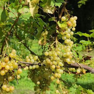 Vigne Perdin
