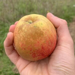 Pommier Bonbon du Berry