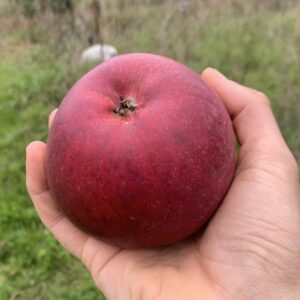 Pommier Improved Blackstayman
