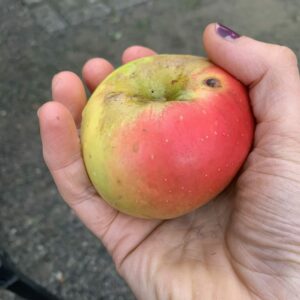 Pommier Locard Groseille