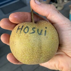 Poirier japonais (nashi) Hosui