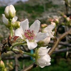 Poirier japonais (nashi) Shinko