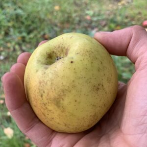 Pommier Reinette dorée de Sarthe