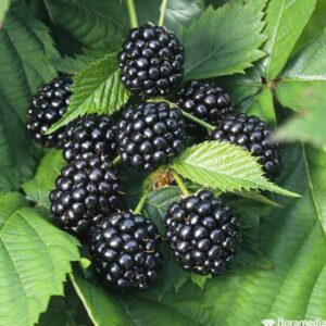 Mûre sans épine Thornfree