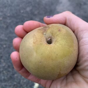 Pommier Reinette grise de saintonge