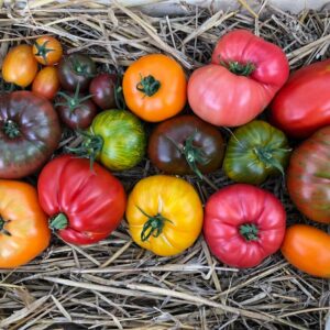 Tomate Big Yellow Zebra