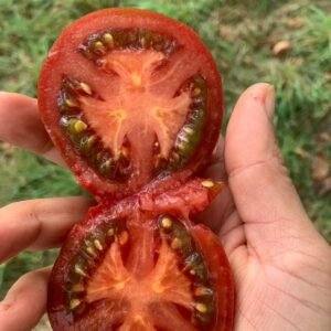 Tomate Cherokee Chocolate