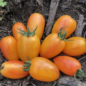 Tomate Flamée Blush