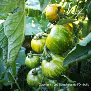 Tomate Green Zebra