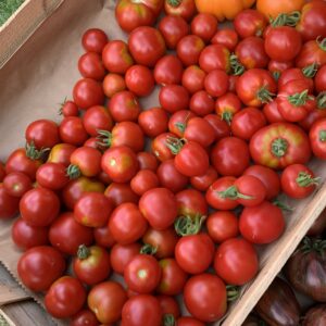 Tomate précoce mix