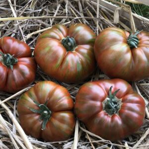 Tomate Black from Thula