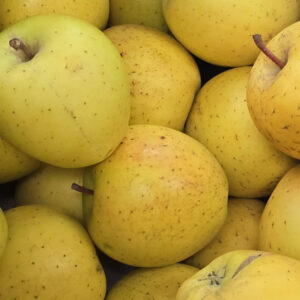 Pommier Délice d’Or