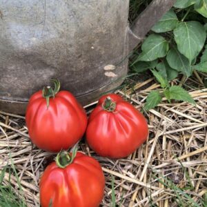Tomate Albenga Liguria