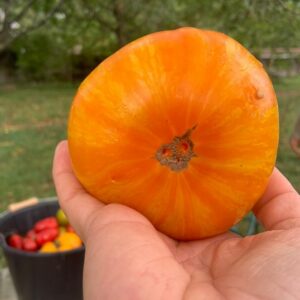 Tomate Big Yellow Zebra