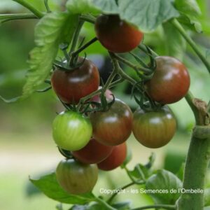 Tomate cerise Black Cherry