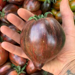 Tomate Start fighter prime