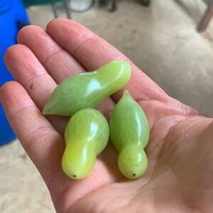 Tomate cerise Dancing Green Finger