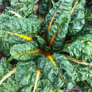 Blettes multicolores