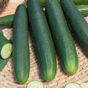 Concombre Tanja