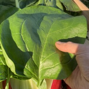 Epinard Géant d'hiver