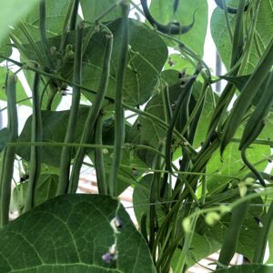 Haricot vert Emerite