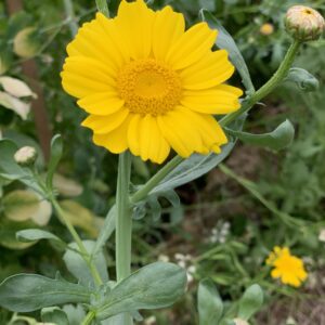 Mâche de Chine Shungiku