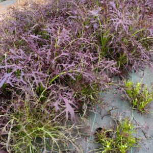 Moutarde rouge Metis