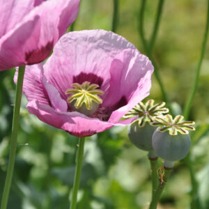 Pavot somnifère à fleurs simples