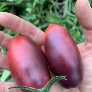 Tomate Slivka Gurman