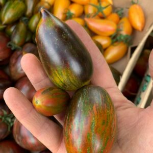 Tomate cerise Brads Atomic Grape