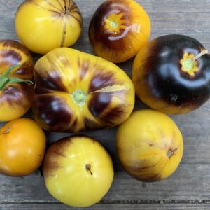 Tomate Purple Sunrise