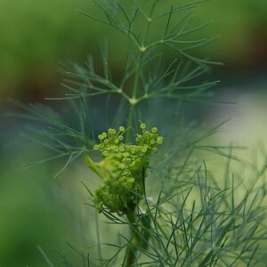 Aneth officinale